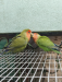 Tame Love Bird Raning Pair